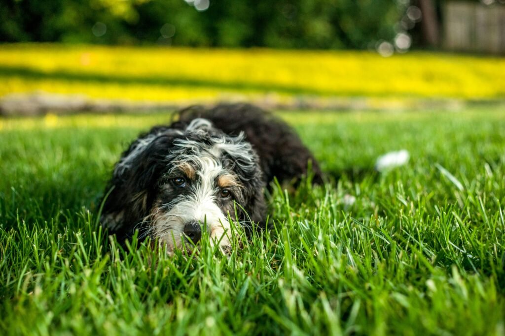 A tri-color Bernedoodle dog sitting in a green park, showcasing its friendly temperament and wavy coat.