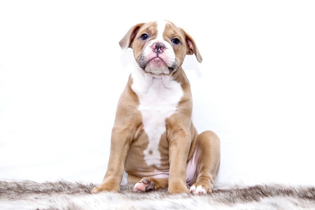 puppy, animal, bulldog, dog, sweet, pet, puppy, dog, dog, dog, dog, dog