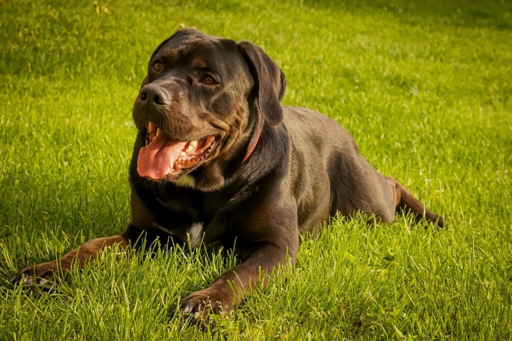 dog, meadow, lie, black, wait, patient, cane corso, labrador, hybrid, animal, nature, grass, head, pet, cane corso, cane corso, cane corso, cane corso, cane corso