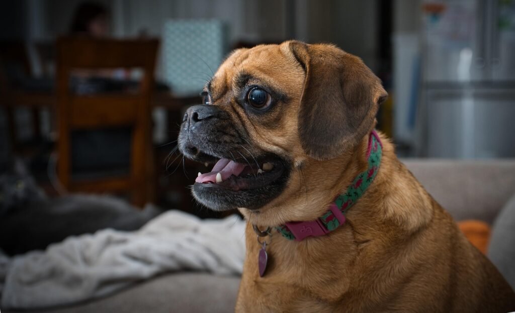 puggle, dog, bark, puppy, pet, canine, dog portrait, barking, barking dog, puggle, puggle, puggle, puggle, puggle, barking dog