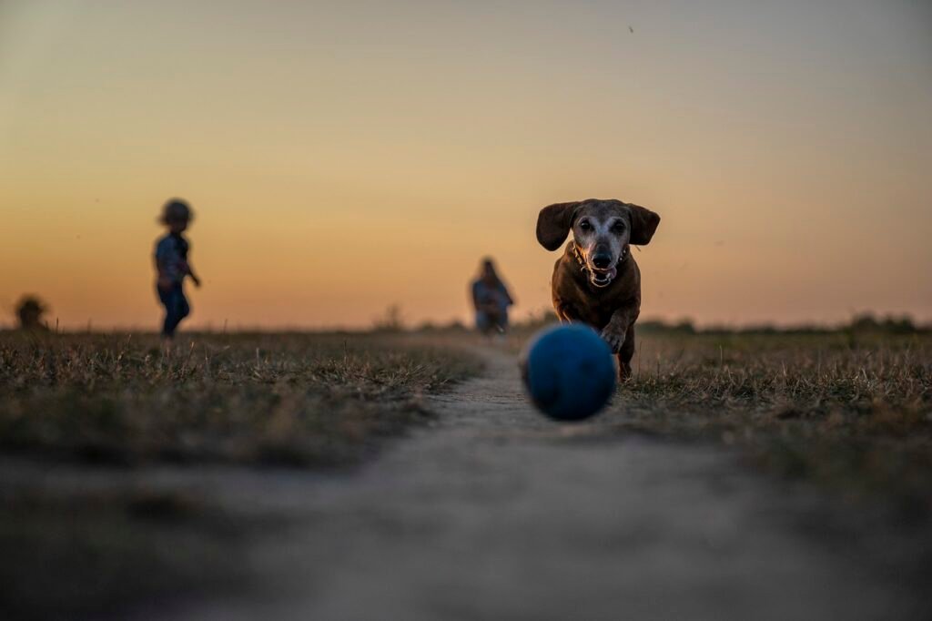 pet, game, park, play, old dog, dog park, animal, dog playing fetch, dog, sunset, grass, nature, canine, old dog, old dog, dog park, dog park, dog park, dog, dog, dog, dog, dog