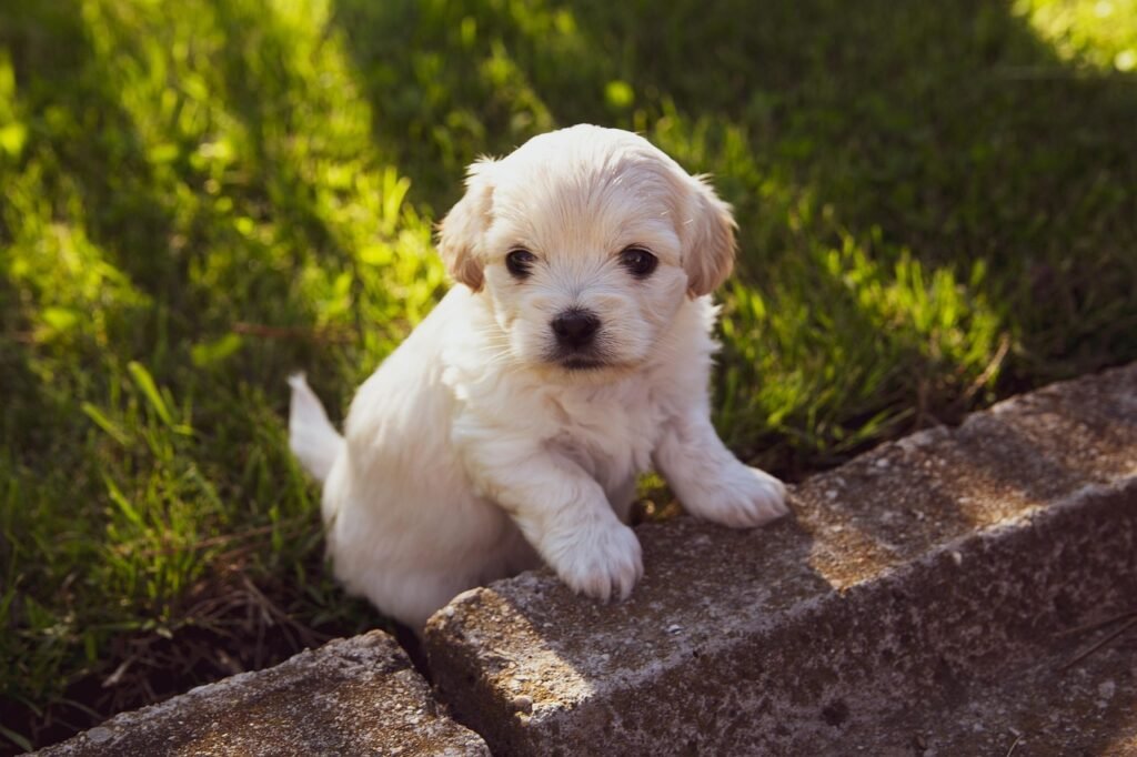 Socialize a Puppy, Socializing a Puppy, Puppy Socialization