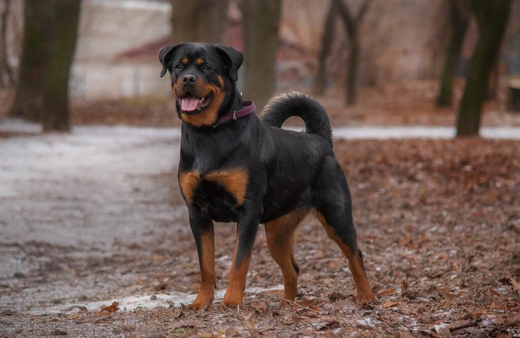 rottweiler, dog, pet, canine, animal, fur, nature, snout, mammal, dog portrait, animal world, rottweiler, rottweiler, rottweiler, rottweiler, rottweiler