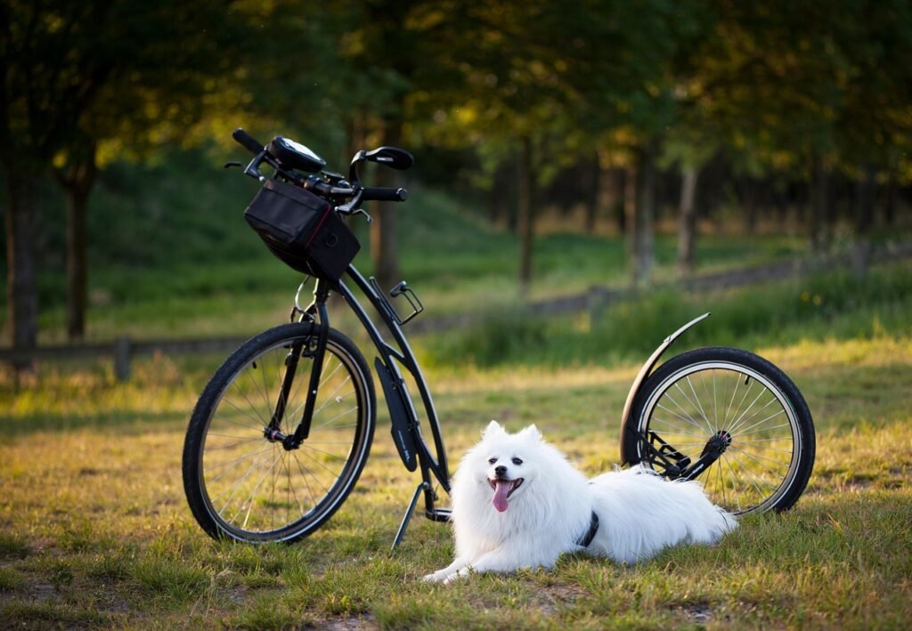 dog, scooter, bicycle, wheels, sport, motion for a resolution, to twist, injury-free, damage, nature, outdoors, training, active, activity, pet, step, dog, dog, dog, dog, dog, scooter, bicycle, bicycle, bicycle, animal, training