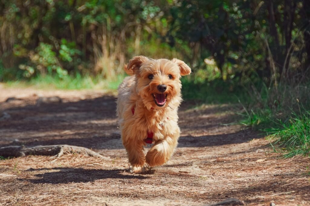 calm dog in public, dog training public spaces, teach dog to be calm, dog socialization, reactive dog training,