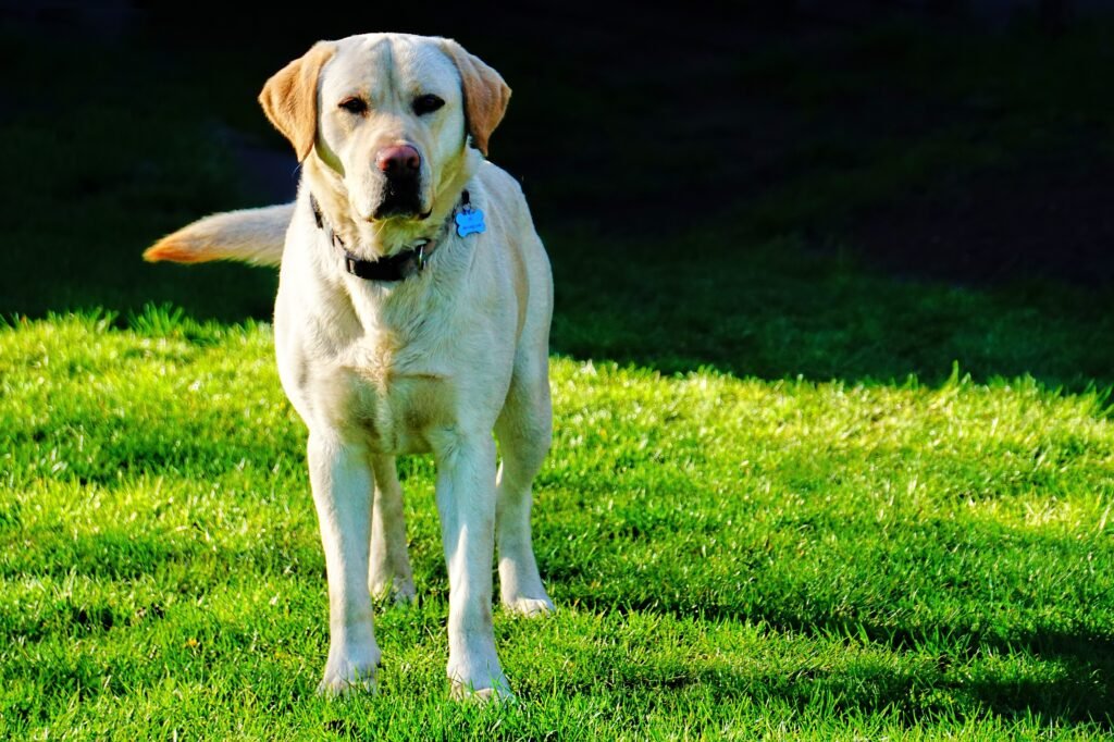 Labrador Retriever, labsky, husky lab mix,