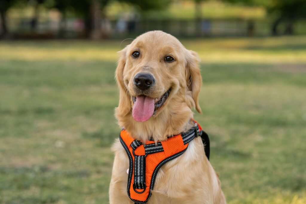 dog wearing a smart collar”, “eco-friendly dog toys.