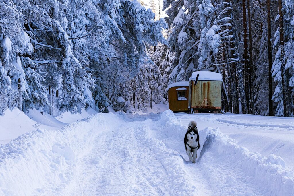 A Siberian Husky runs through a snow-covered forest path, showcasing winter's beauty.