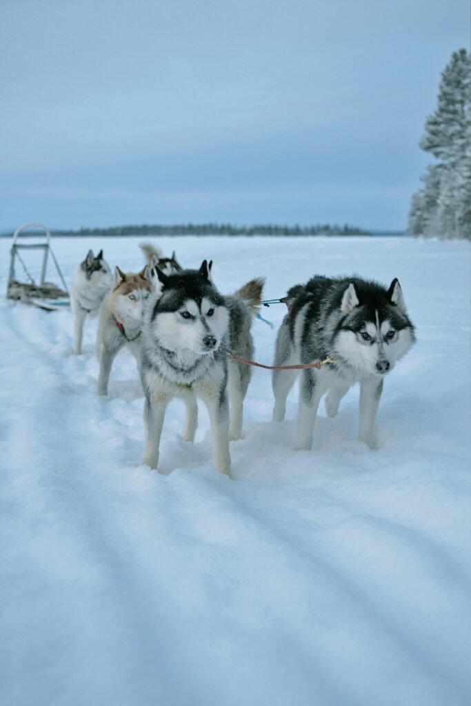 A team of Siberian Huskies pulling a sled through a snowy landscape, showcasing their endurance and teamwork.