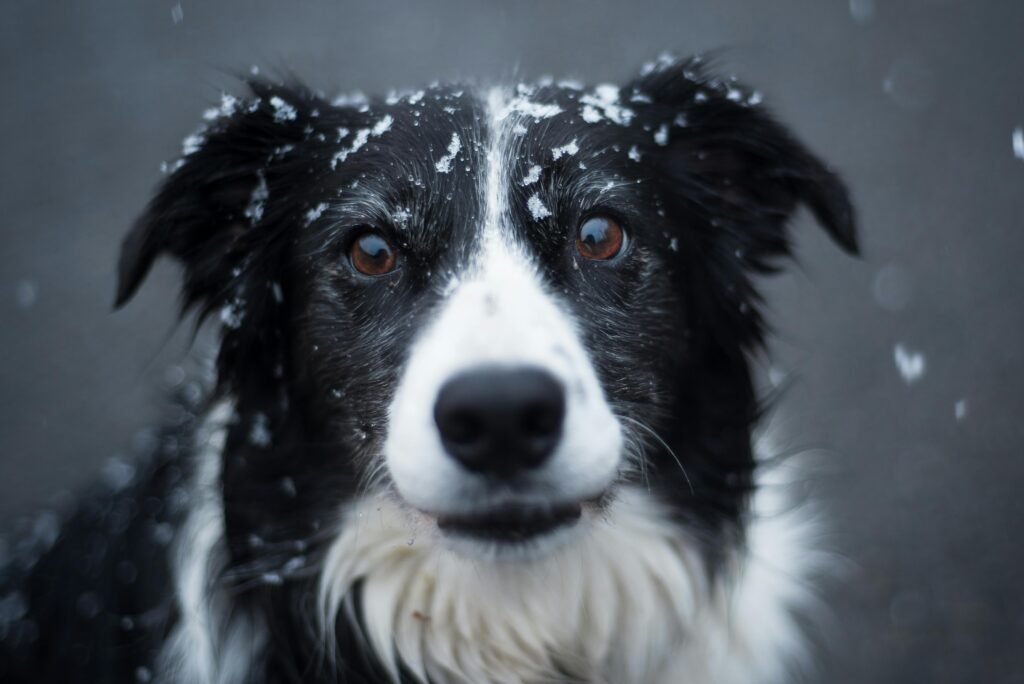 Adorable Border Collie dog with snowflakes on fur, outdoors in winter.