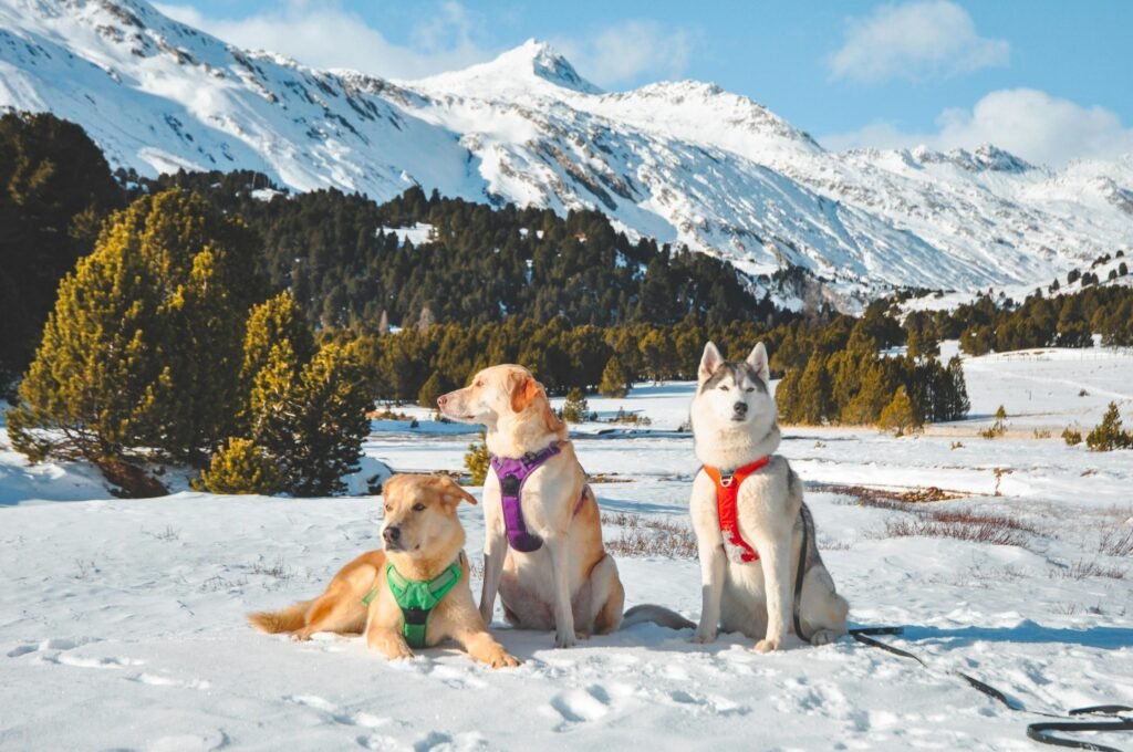 Three dogs sitting in snow with colorful harnesses against a stunning winter mountain backdrop.