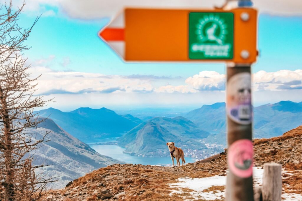 Dog on a mountain trail near a directional sign with scenic views of hills and lake.