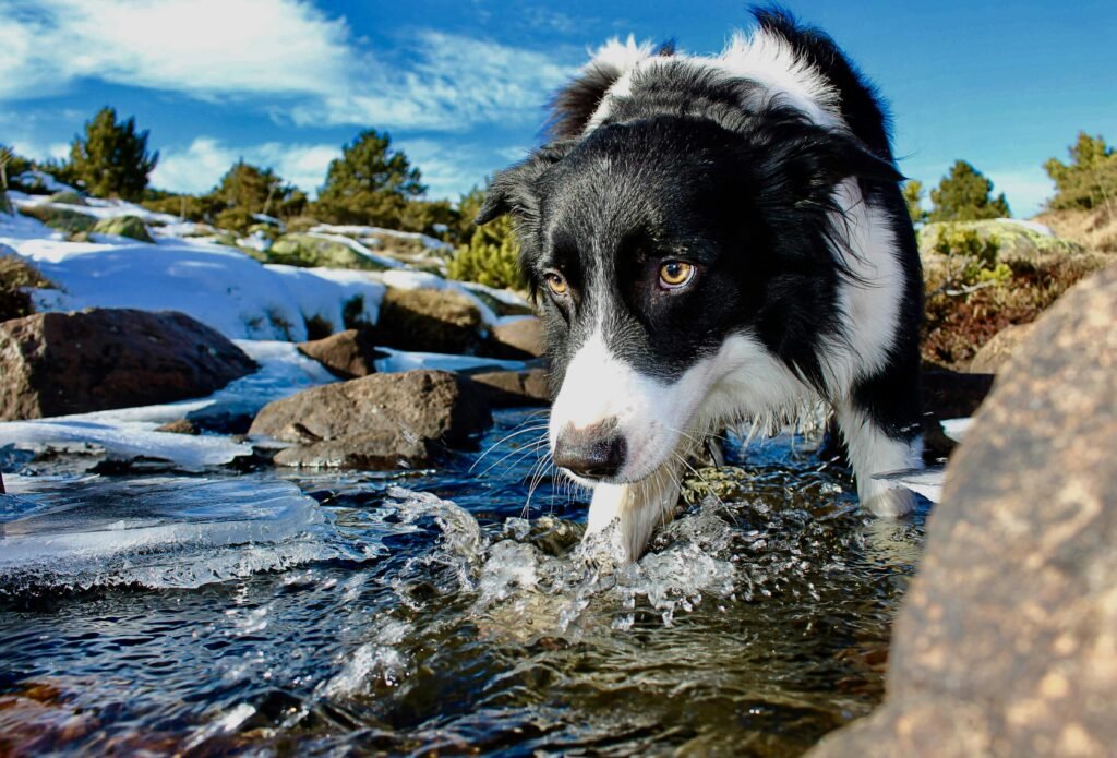 Close-up of a Border Collie dog crossing a rocky stream with ice, showcasing its adventure in nature.