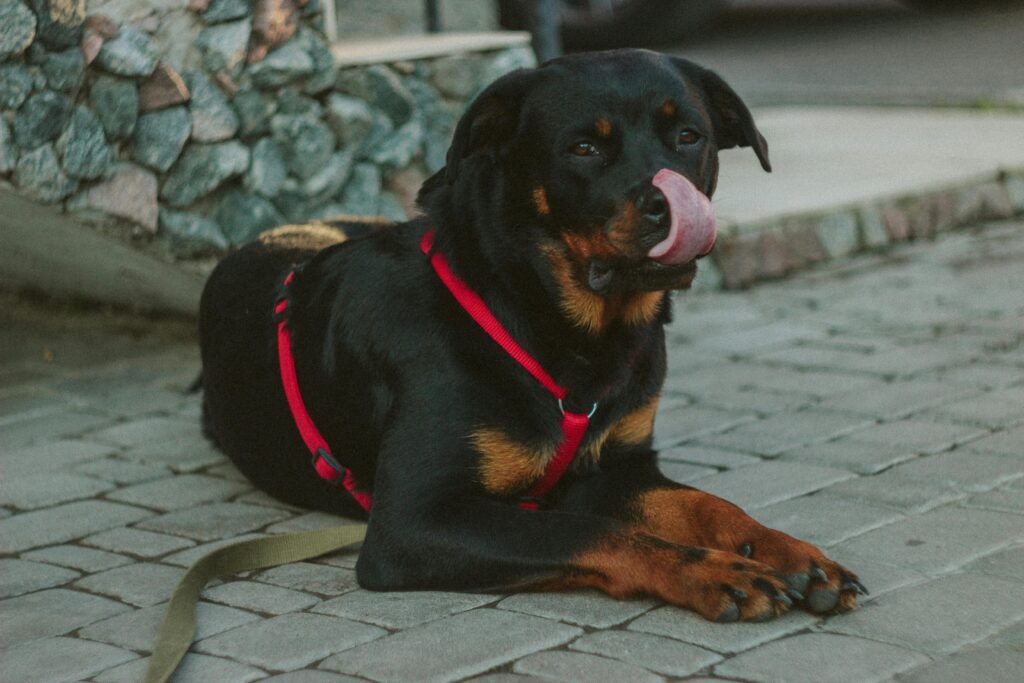 A Rottweiler dog wearing a red harness lying on a cobblestone path, licking its nose.