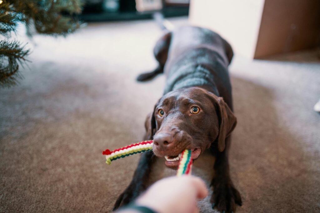 A happy chocolate Labrador Retriever playing tug-of-war with a colorful toy inside a cozy home.