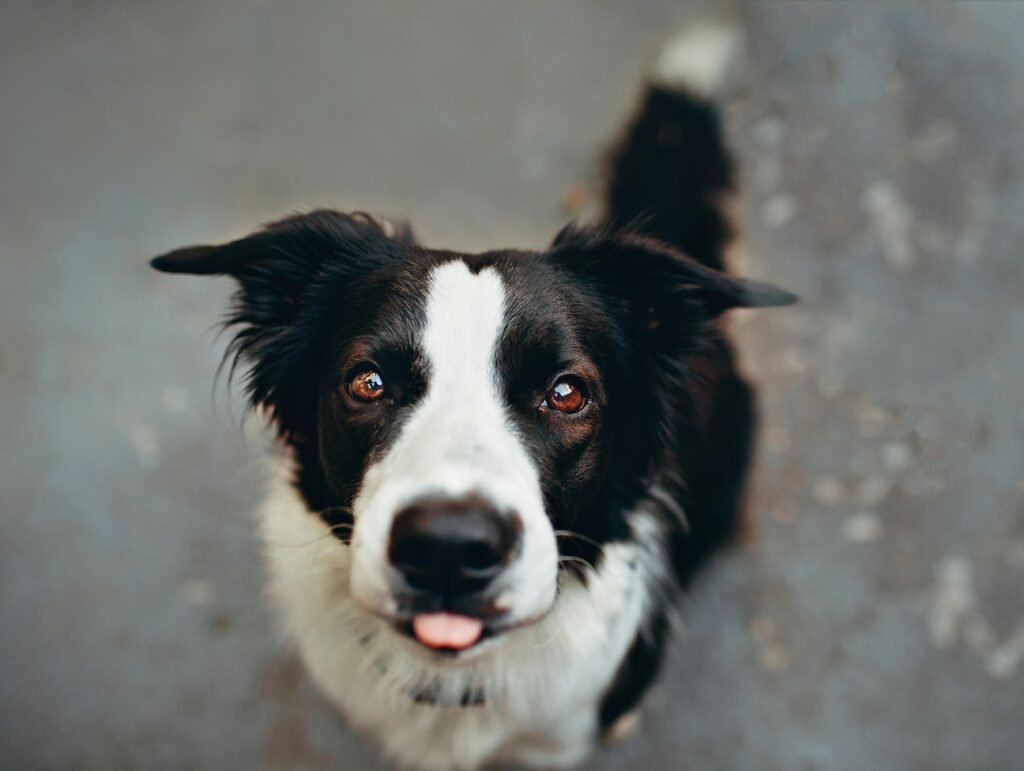 Golden Retriever Border Collie mix (Gollie dog)