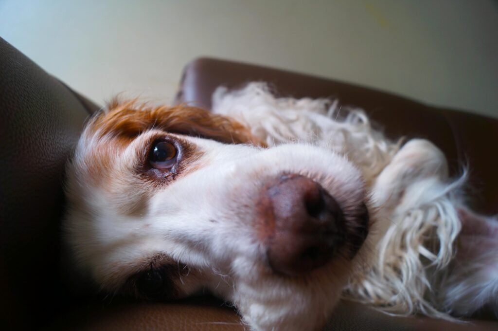 Adorable Cocker Spaniel dog relaxing on a couch, showcasing fluffy fur and gentle eyes.