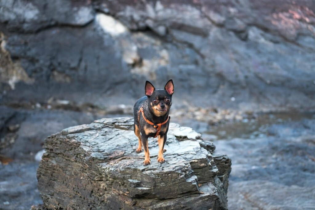 A cute Chihuahua stands on a rock against a rocky landscape background.