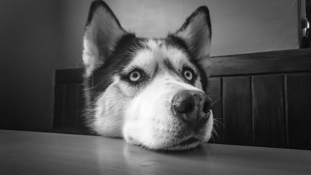 A close-up of a Siberian Husky's face, highlighting its blue and brown eyes and thick fur.