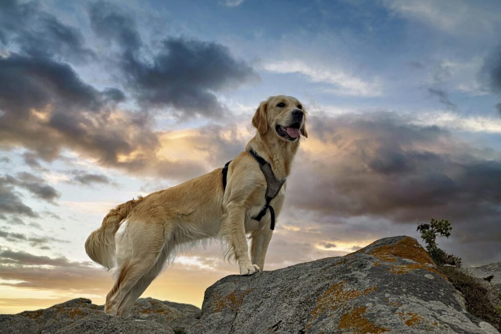 Golden Retriever