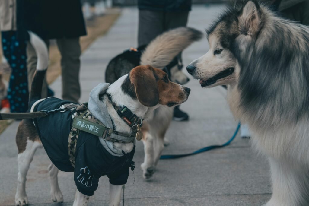 Two dogs, one in clothing, interacting outdoors on a sidewalk.