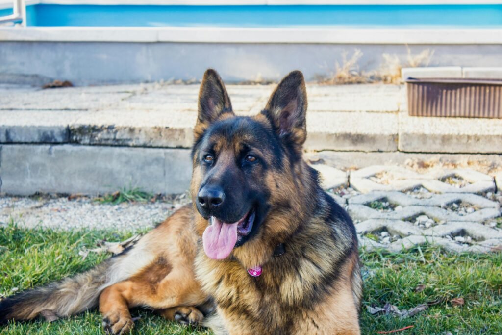 “dog names for German Shepherd,” “German Shepherd name ideas,” “popular German Shepherd names,” and “unique dog names”