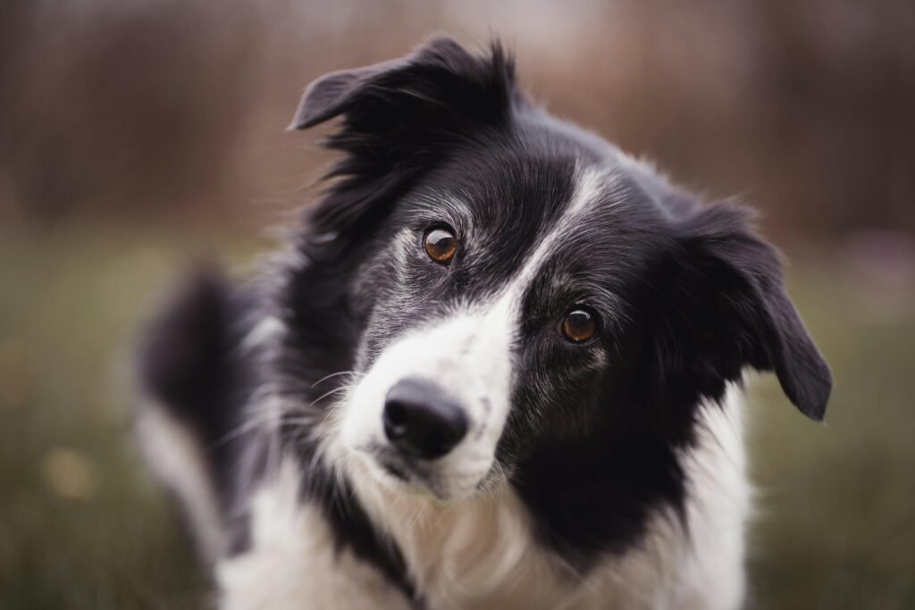 Charming close-up shot of a Border Collie dog with attentive eyes and fur detail.