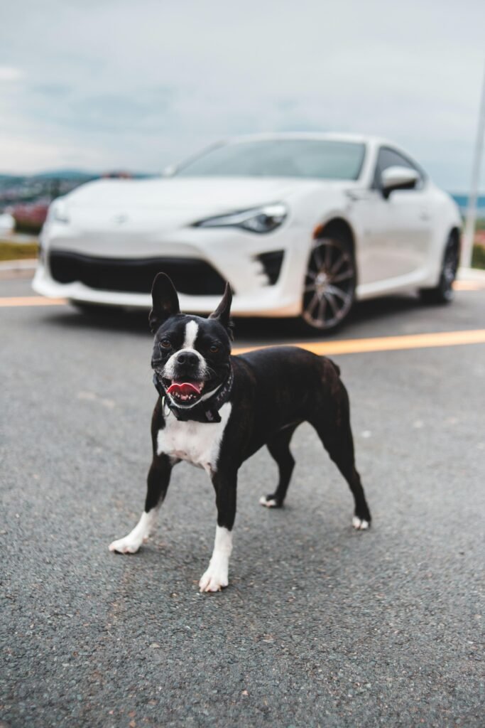 A Boston Terrier stands on a road with a luxury car in the background.