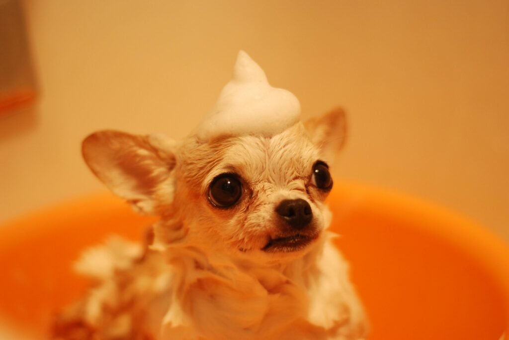 Cute chihuahua dog enjoys bath with playful foam hat in orange tub.