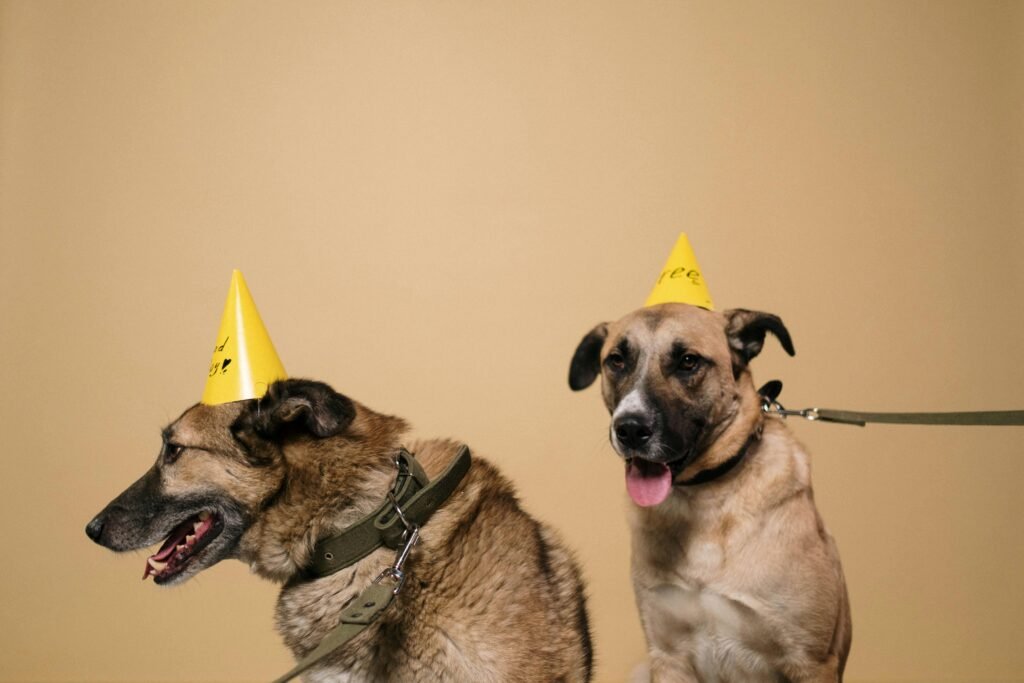 Two cute dogs wearing yellow party hats, sitting on a neutral brown background.