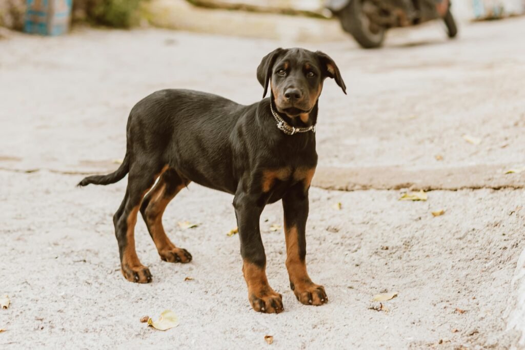 A young Doberman Pinscher standing on a sandy surface outdoors.