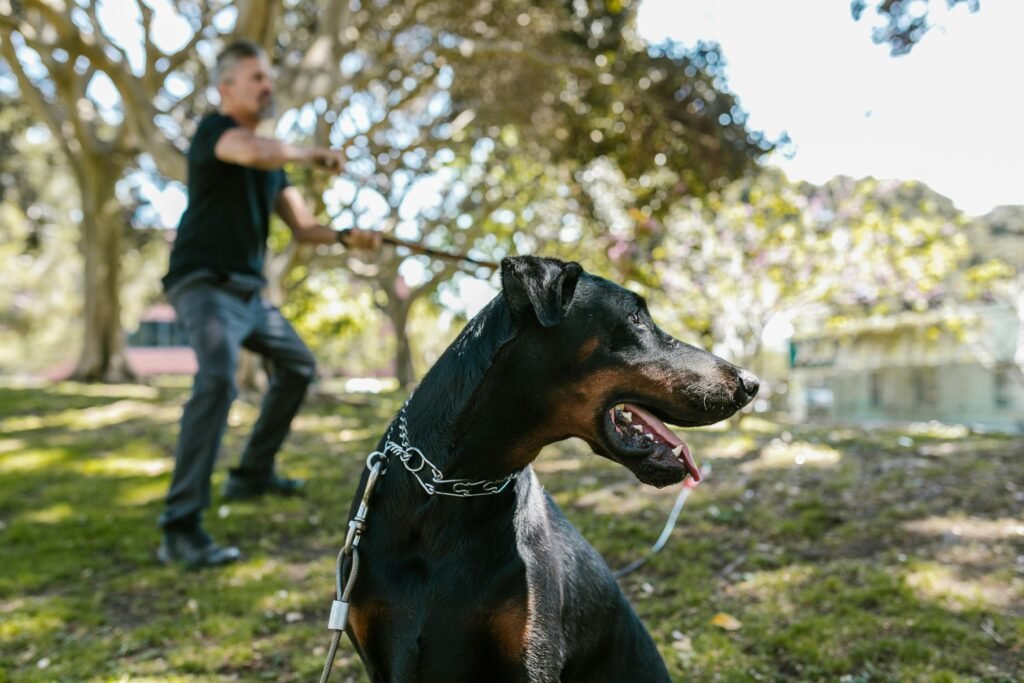 Side view of a Doberman with owner outdoors, showcasing the bond between pet and owner.
