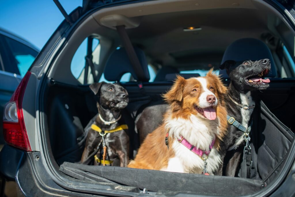 Three happy dogs sitting in a car trunk, ready for a travel adventure.