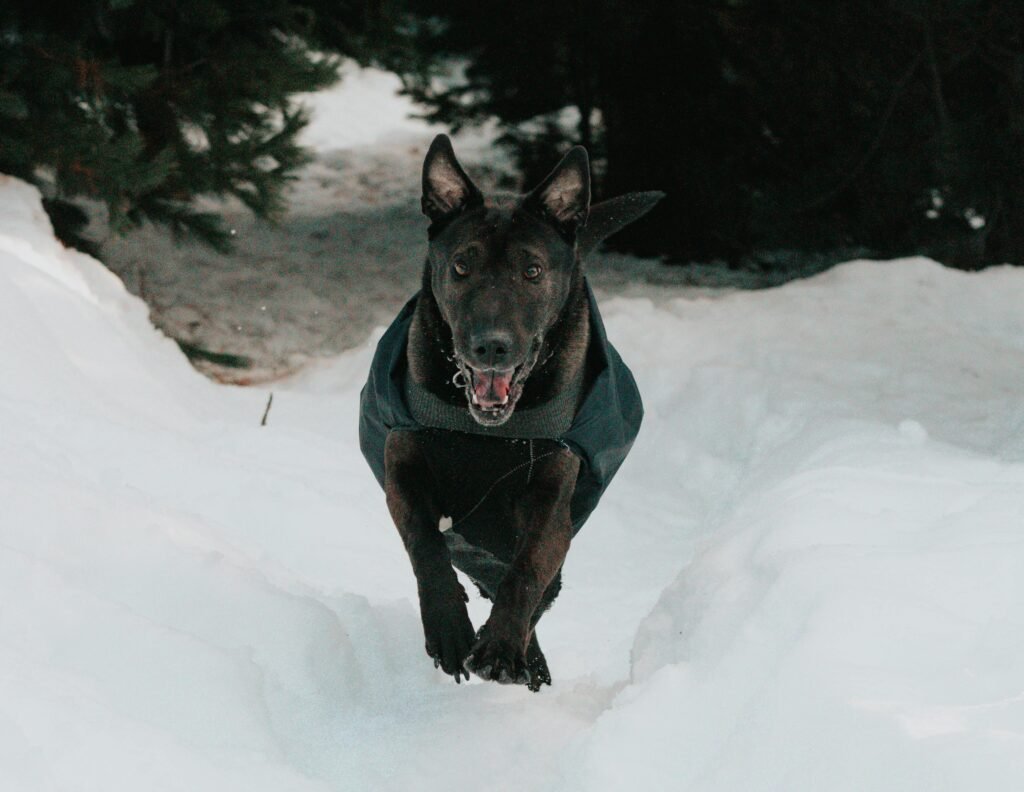 Belgian Malinois