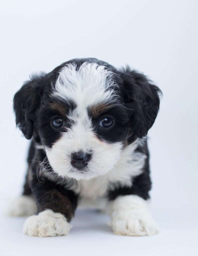 A size comparison of Standard, Mini, and Tiny Bernedoodles, highlighting their differences in height and weight.